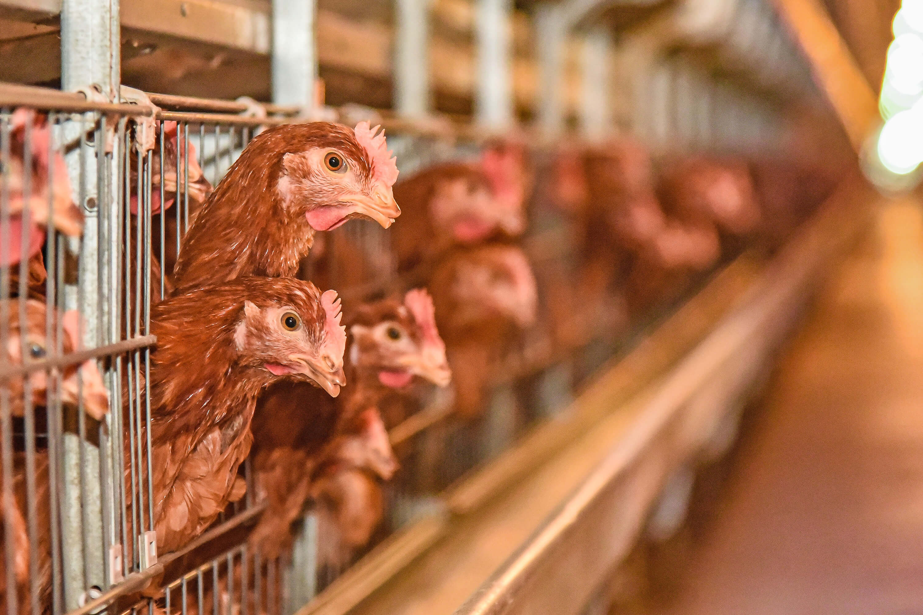 Imagen del carrusel 1